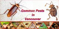 Vancouver Pest Control Ltd image 2